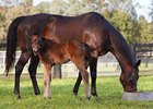 Winx and her Too Darn Hot foal