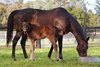 Winx and her Too Darn Hot foal