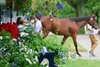 Scenics, 2026 Keeneland September Sale