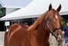 Hip 770 at Fedamore Farm consignment, 2026 Keeneland September Sale