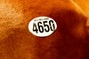 Last Horse, Hip 4650 through the ring, 2026 Keeneland September Sale