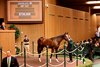 Hip 1167, 2026 Keeneland September Sale