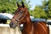 Hip 1459 by Oscar Performance out of Laura's Pleasure by Cactus Ridge at the Bedouin Bloodstock consignment at the 2026 Keeneland September Sale on September 17, 2026.