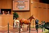 Hip 1250, 2026 Keeneland September Sale