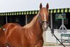 Hip 681 at Hill’n’ Dale Farm, 2026 Keeneland September Sale