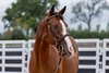 2026 Tattersalls Online September Sale, Lot 1
American Belle
