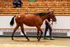Lot 244 Blue Point (IRE) / Dubai Sunset (IRE) B.F. (IRE)Ballyphilip Stud, IrelandKerri Radcliffe Agent190,000 Tattersalls Somerville Sale 02/09/2026