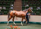 2026 Goffs Orby Sale, Lot 388
Modern Games x Belicious