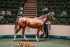 2026 Goffs Orby Sale, Lot 388
Modern Games x Belicious
