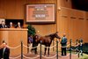 Hip 3093, a Dialed In colt out of Halama, in the ring at the 2026 Keeneland September Yearling Sale