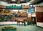 2026 Goffs Orby Sale, Lot 654