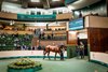 2026 Goffs Orby Sale, Lot 654