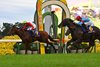 Going to Sky (JPN), ridden by Yutaka Take, wins the Kikuka Sho (Japanese St. Leger) on Sunday, October 25, 2026 at Kyoto Racecourse