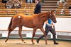 Lot 920 Lope de Vega (IRE) / Silk Bow (GB) Ch.C. (IRE) Yeomanstown Stud, Ireland Blandford Bloodstock 650,000Tattersalls
October Yearling Sale
Book 2
13OCT26