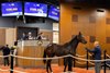 2026 Fasig-Tipton Eastern Fall Yearlings Sale, Hip 98