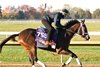 Revenge Of The Sis - Gallop - Keeneland Race Course - 102726