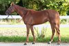 2026 Arqana Arc Sale, Lot 43