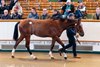 Lot 409 Night of Thunder (IRE) / Capture The Heart (IRE) B.C. (GB) Fittocks StudAce Stud2,200,000 Tattersalls Book 1 08/10/2026