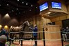 Hip 755, Consignor Bridie Harrison, buyer Mark Casse, 2026 Fasig-Tipton October Sale