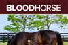 2026 Report of Mares Bred