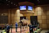 Hip 426, buyer Jerry Lundergan, 2026 Fasig-Tipton October Sale