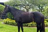 Inglis 2026 October (Late) Online Sale, Lot 67
Confederation