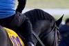 Classic contestant Knightsbridge going out for a gallop at Keeneland Race Track Oct. 27, 2026 in Lexington, Kentucky Photo by Skip Dickstein