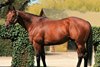 Sir Prancealot