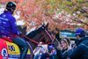 Forever Young in the paddock stops to greet his fans
Breeders’ Cup contenders and training scenes at Keeneland in Lexington, Ky., on Oct. 25, 2026.