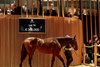 2026 Arqana October Yearling Sale, Lot 74
Blue Point - Ronea