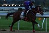 Forever Young breezes at Belmont Park on October 11, 2026