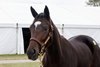 Hip 92, an Up to the Mark filly out of Rutherienne, at the 2026 Fasig-Tipton Kentucky October Sale