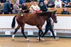 Lot 346  Frankel (GB) / Alcohol Free (IRE) B.F. (GB)Baroda Stud, IrelandAndrew Balding900,000 Tattersalls Book 1 08/10/2026