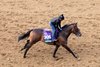 Eccentric - Gallop - Keeneland Race Course - 102826