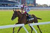 Domestic Agenda wins the 2026 Miss Grillo Stakes at Belmont Park