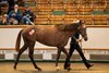 Lot 1509 Havana Grey (GB) / Adaay Secret (GB) Ch.F. (GB) Whitsbury Manor Stud Stroud Coleman Bloodstock 150,000
Tattersalls
October Yearling Sale
Book 3
15OCT26