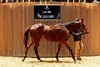 2026 Arqana October Yearling Sale, Lot 360