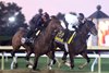 Golden Tempo - Work - Keeneland Race Course - 10-23-26