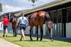 Magic Millions 2026 Gold Coast Horses in Training Sale
