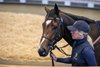 Lot 217, 2026 Tattersalls Autumn Horses in Training Sale