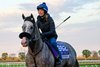 Napoleon Solo
Morning training for Breeders’ Cup at Keeneland in Lexington, Ky., on Oct. 22, 2026.