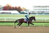 Englishman - Gallop - Keeneland Race Course - 102626