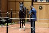 Hip 1455, 2026 Fasig-Tipton October Sale