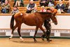 Lot 237 Frankel (GB) / Shambolic (IRE) B.C. (GB)Newsells Park Stud Ltd.M V Magnier & White Birch Farm4,000,000 Tattersalls Book 1 07/10/2026