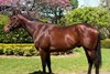 2026 Inglis Australia October (Early) Online Sale, Lot 60
Defensemen