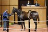 Hip 996, buyer Andrew Beck and Ben Gowans-The young Squirrels, 2026 Fasig-Tipton October Sale