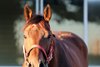 Forever Young (JPN) on Sunday, October 18, 2026 at Belmont Park