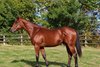 2026 Arqana October Yearling Sale, Lot 556