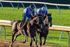 Sovereignty (outside) working
Breeders’ Cup contenders and training scenes at Keeneland in Lexington, Ky., on Oct. 25, 2026.