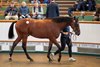 Lot 487A Blue Point (IRE) / Floriade (IRE) B.C. (IRE) Wildcard Ballyhimikin Stud, Ireland Blandford Bloodstock 600,000
Tattersalls
October Yearling Sale
Book 2
12OCT26